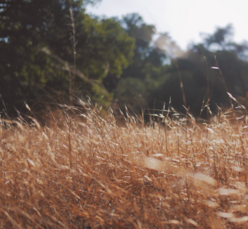 多特蒙德胜利在望，团结一心冲刺冠军
